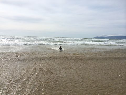 1996 Ford C-350 (Centurion Conversions) - A dog enjoys a day at the beach, playing in the surf with waves crashing around it.