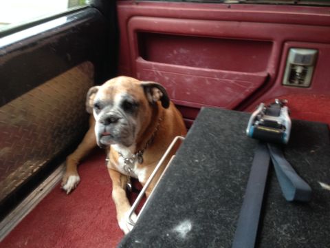 1989 Ford Bronco - A boxer dog rests inside a vehicle's interior, near a seatbelt mechanism.