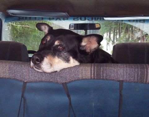 1982 Ford Bronco - Laddie Bear II