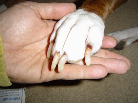 1989 Ford Bronco - A close-up shows a dog's paw with long nails being held gently in a person's hand, with a legal document partially visible.