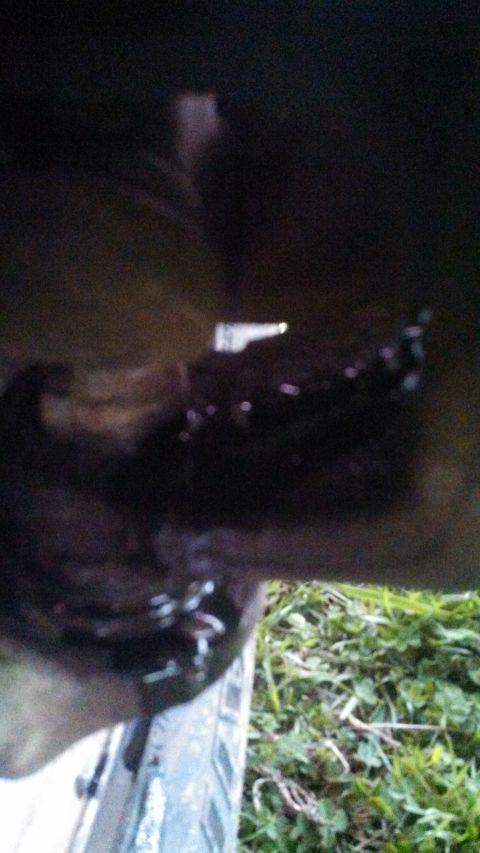 1979 Ford Bronco - A close-up view of a vehicle's undercarriage, showing some dark fluid and grass.