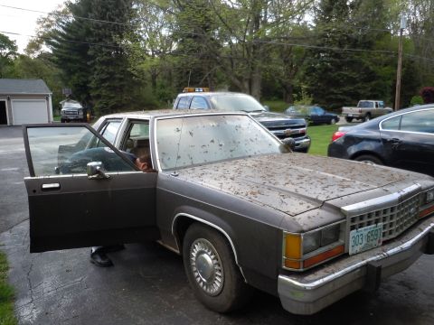 2001 Ford Crown Victoria - A person is visible inside the driver's seat of a dark-colored sedan covered in leaves.