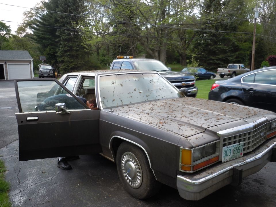 Dark sedan with open driver door, leaves on windshield. License plate 303 6597 visible. Other cars and a garage in background