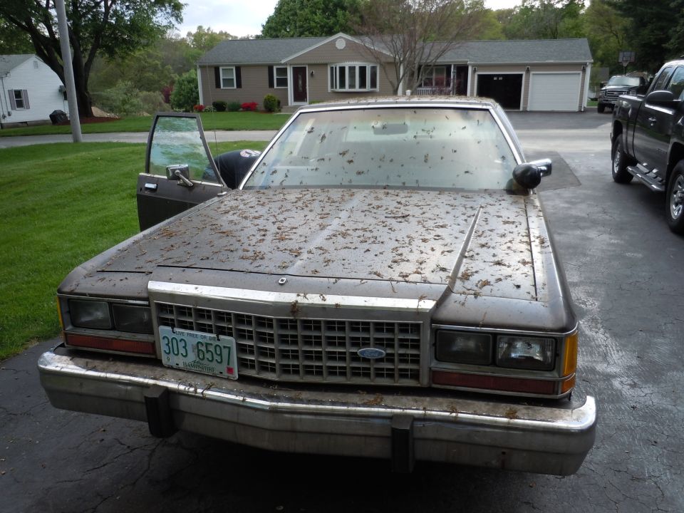 Brown Ford Crown Victoria with debris on hood and windshield, driver's door open