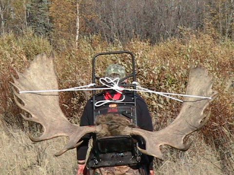 1979 Ford Bronco - Second bull we took, 67 incher. He was huge. Taken from roughly 70 yards. Too busy watchin his woman to pay attention to a buncha hunters.