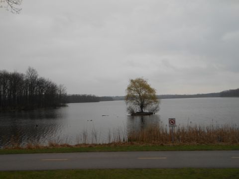 1995 Ford Bronco - A tranquil lake scene under an overcast sky, with a lone tree on a small island and reeds lining the shore.
