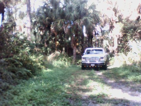 1995 Ford Bronco - A white pickup truck is parked on a dirt path surrounded by trees and foliage.