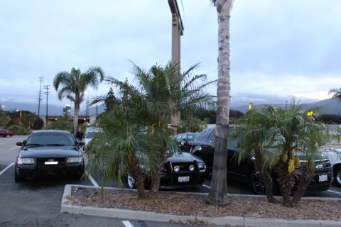 2003 Ford Crown Victoria - Black full-size sedans, one with a Ford grille badge, parked behind a planter of small palms in a lot at dusk.