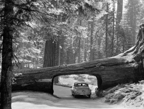 1991 Ford LTD Crown Victoria - A car navigates a road passing through a massive fallen redwood tree.