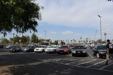 Lineup of dark and white sedans parked under trees in a sunny lot