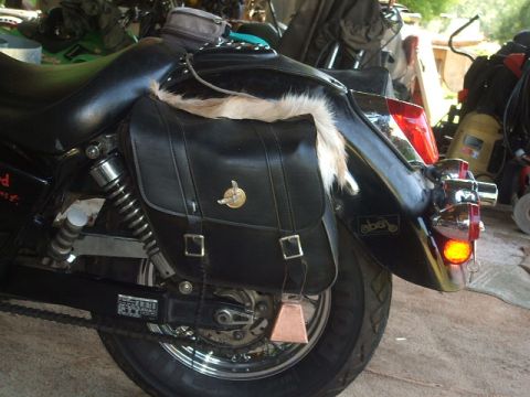 1998 Honda Shadow VT750C - Rear view of a motorcycle's fender and saddlebag, adorned with fur trim and a decorative cowbell.