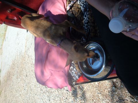 1988 Ford Bronco - A dog is seen drinking water from a bowl placed on the floor inside a red vehicle.