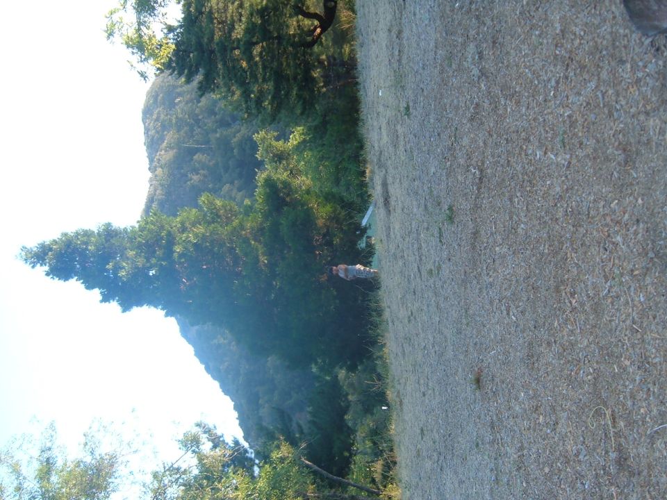 Mountain landscape with trees and a person standing in the distance