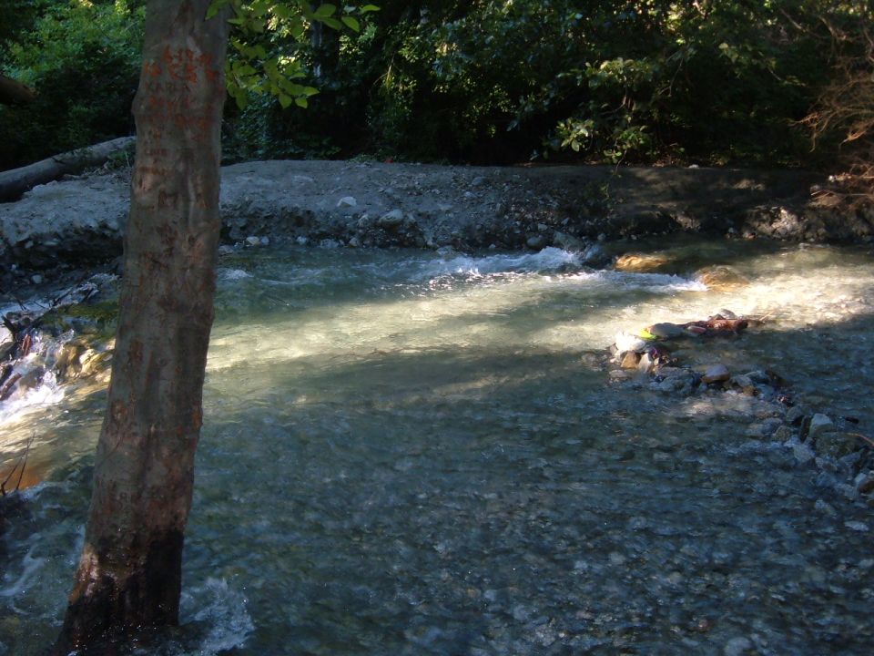 Tree trunk in foreground, river flowing over rocks with sunlight glinting on water. Trees and foliage in background
