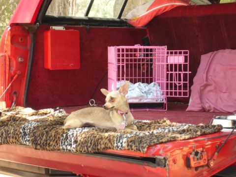 1988 Ford Bronco - A small dog rests on a leopard-print blanket inside the bed of a red pickup truck.