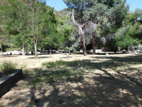 1988 Ford Bronco - Outdoor campsite scene with trees and dry grass under a clear blue sky.