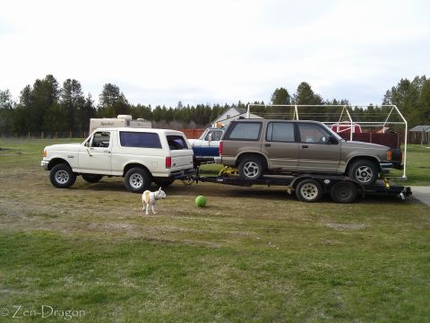 1990 Ford Bronco - A white 1990 Ford Bronco tows a brown Ford Explorer on a trailer, with a small dog nearby.