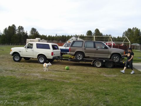 1990 Ford Bronco - White Ford Bronco tows a trailer carrying a brown Ford Explorer. A dog and a green ball are in the foreground.