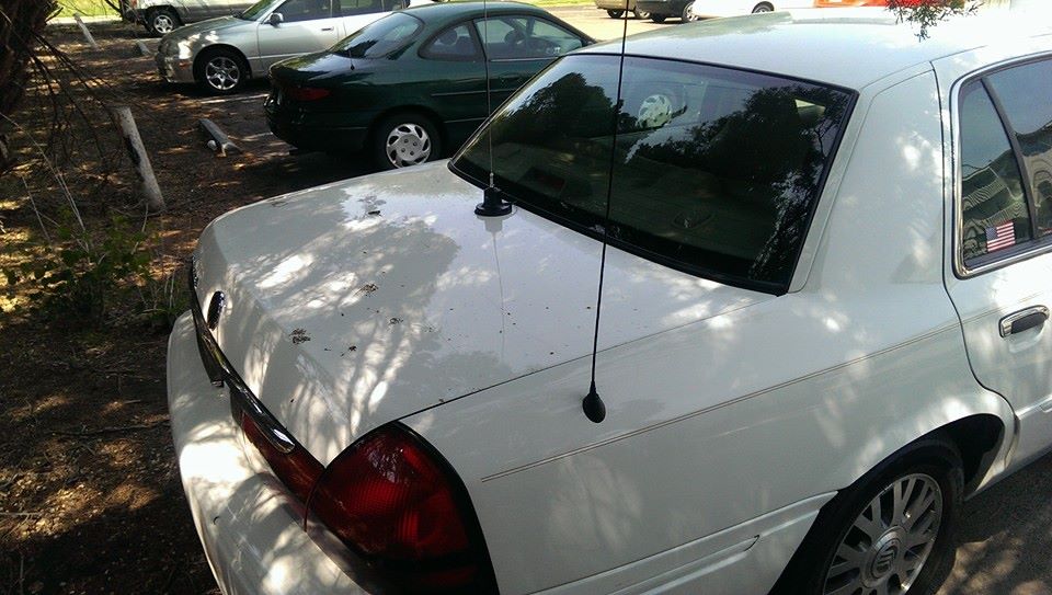 White sedan parked outside, showing rear quarter panel and trunk. Another green coupe and silver sedan are parked behind it