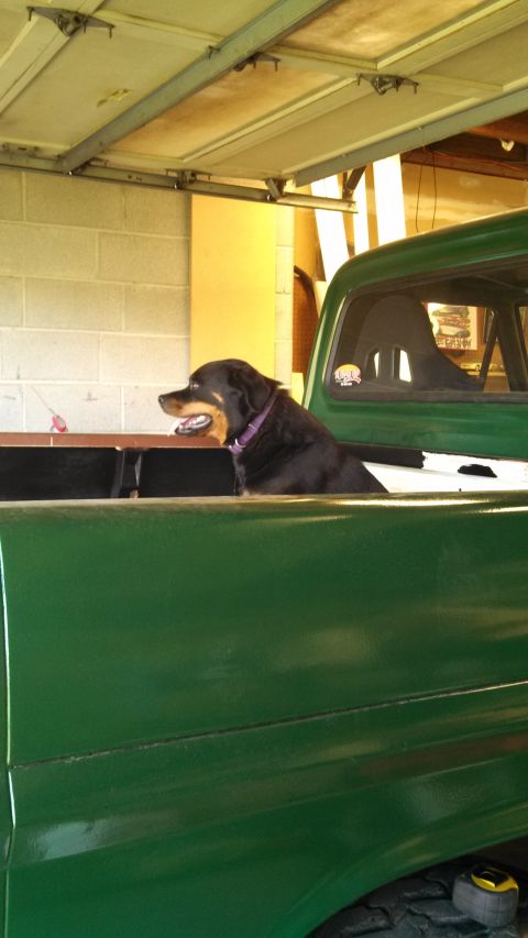 1967 Ford F-250 - A rottweiler sits in the bed of a green pickup truck, looking out from under a garage door.