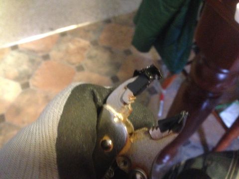 1992 Ford F-150 - A gloved hand holds a damaged component, possibly from a vehicle's lighting system.