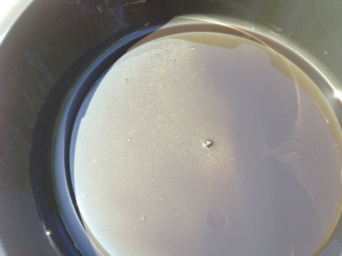 1961 International Scout 800 - Used engine oil collected in a drain pan, with visible metallic particles indicating wear.