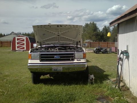 1990 Ford Bronco - A white Ford truck sits in a yard with its hood up, a dog sits nearby, and an ATV is parked in the distance.