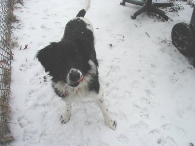 1997 Ford Taurus - A dog plays in the snow near a fence, with a tire and chair visible in the background.