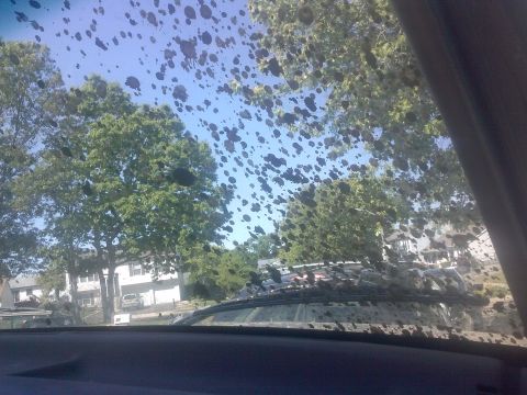 1996 Ford Bronco - Windshield covered in bugs, obscuring the view of trees and houses.