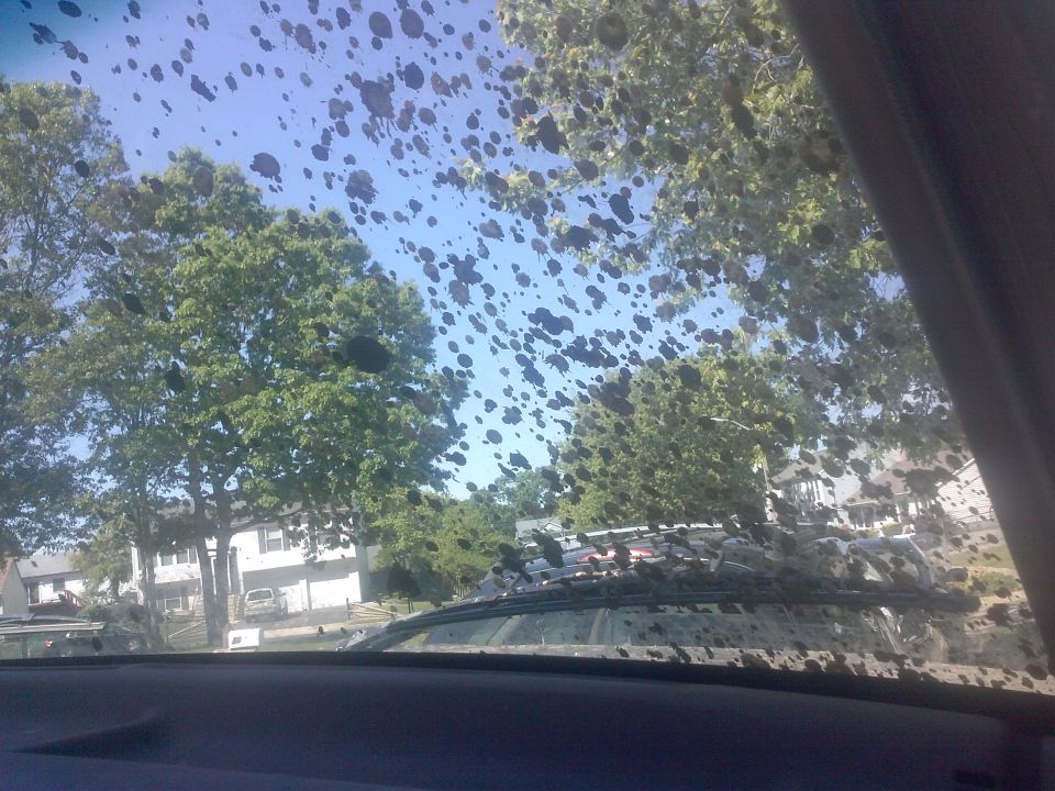 View through a bug-splattered windshield showing trees and houses outside
