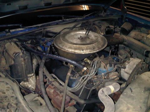 1981 Ford Crown Victoria - The engine bay of a 1981 Ford Crown Victoria shows its V8 engine components, including the air cleaner and distributor.