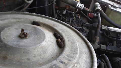 1984 Ford Bronco - Squirrel turds! Dang furry tailed rats!
