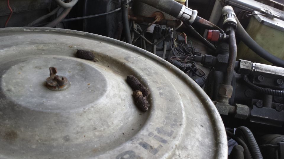 Squirrel turds! Dang furry tailed rats!