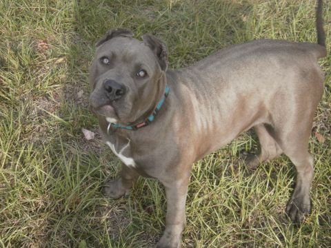 1992 Ford Bronco - A blue pit bull dog stands in a grassy field.