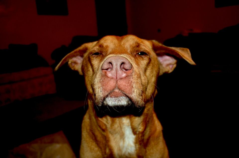 Brown dog with droopy ears and a white patch on its chest