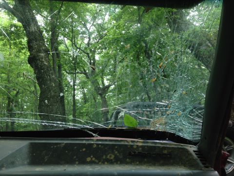 1988 Ford Bronco - View from inside a vehicle with a heavily cracked windshield, looking out into a dense forest.
