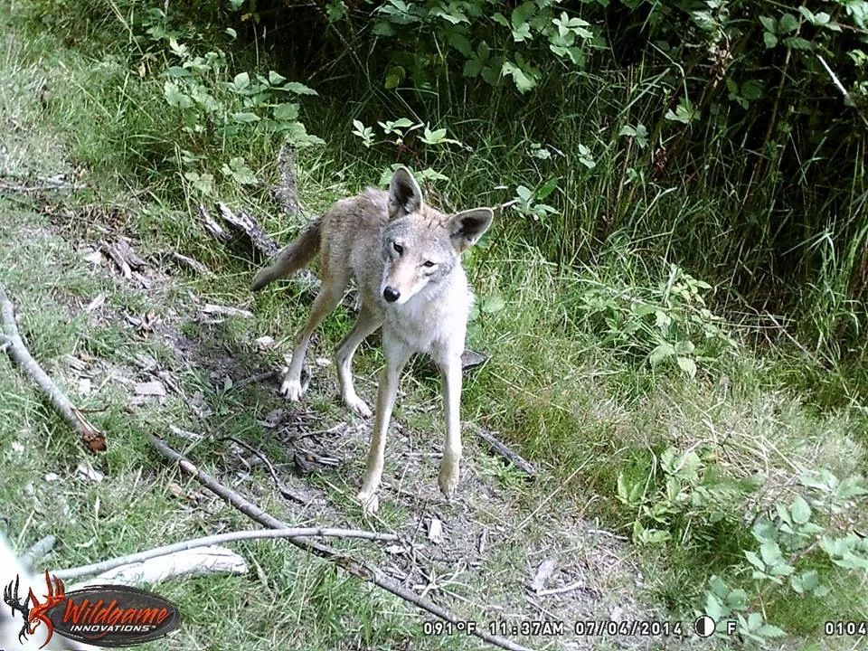 Coyote in grassy area with trees