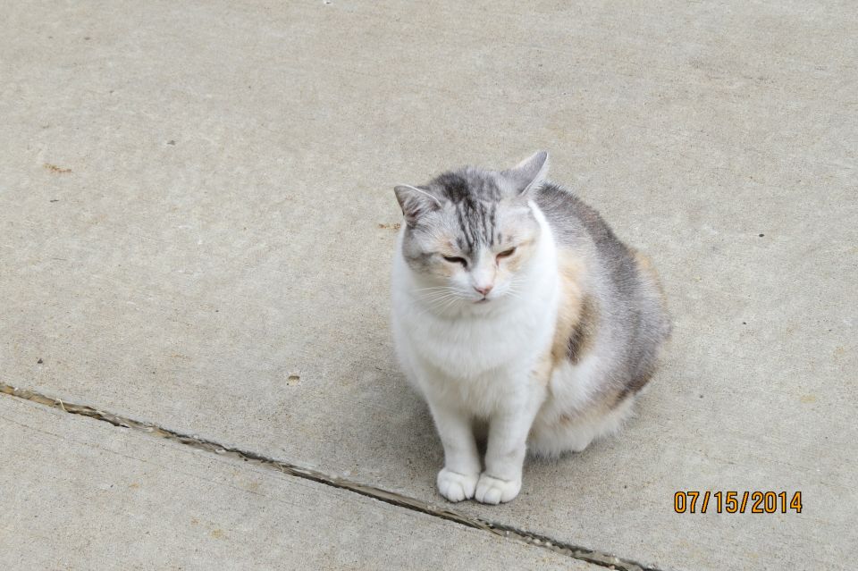 Calico cat sitting on concrete with a crack in the ground