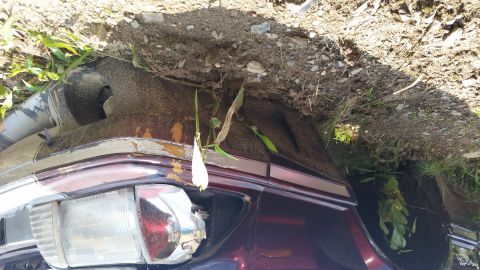 1991 Ford LTD Crown Victoria - This vehicle appears to be in a state of disrepair, overgrown with plants and partially buried.