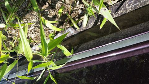 1991 Ford LTD Crown Victoria - Weeds are growing over the side trim of a car.