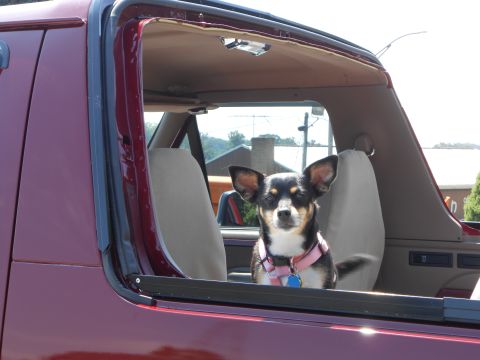 1992 Ford Bronco - Pip loved the open air ride today.