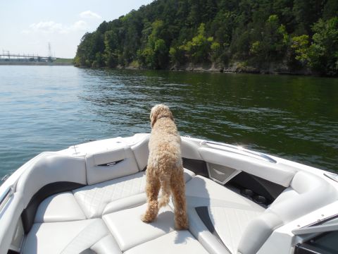 2004 Land Rover Land Rover - Bacchus the labradoodle navigating.