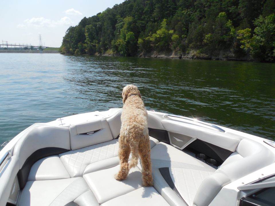 Bacchus the labradoodle navigating.