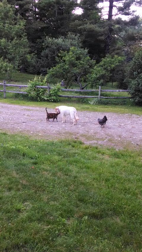 1995 Ford Bronco - A dog, a cat, and a chicken are gathered in a gravelly yard with a wooden fence in the background.