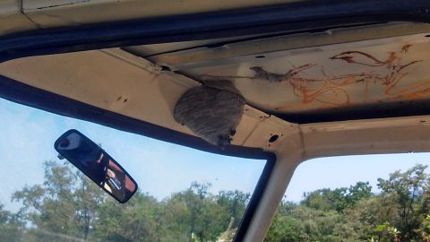 1979 Ford Bronco - A wasp nest is visible hanging from the interior roof of a vehicle, obscuring any potential year identification.