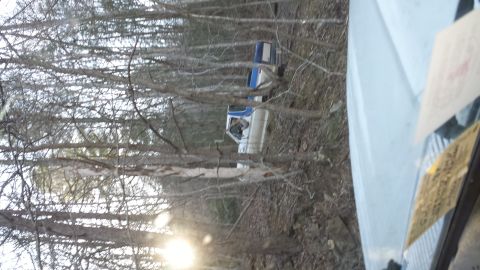 1979 Ford Bronco - Two pickup trucks are parked on a wooded trail, partially obscured by trees and brush.
