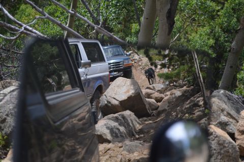 1983 Ford Bronco - Two SUVs navigate a challenging rocky trail, with a dog leading the way.