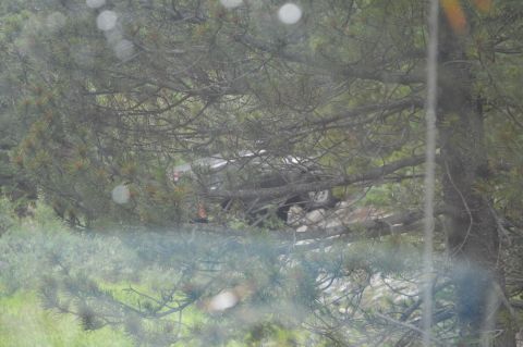 1983 Ford Bronco - SUV partially hidden by trees, suggesting it is parked or abandoned in a wooded area.