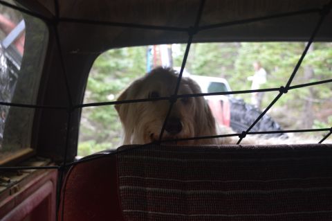 1983 Ford Bronco - A furry friend peeks out from the interior of a vehicle, with another vehicle and a person visible outside.