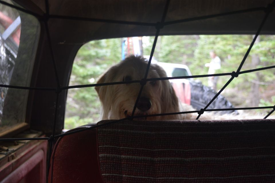 Dog looking out from inside a vehicle at another vehicle and person in the background